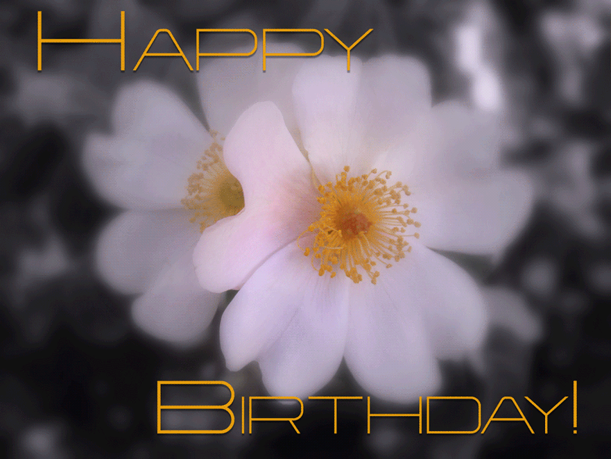 Animated Birthday Floral Greeting